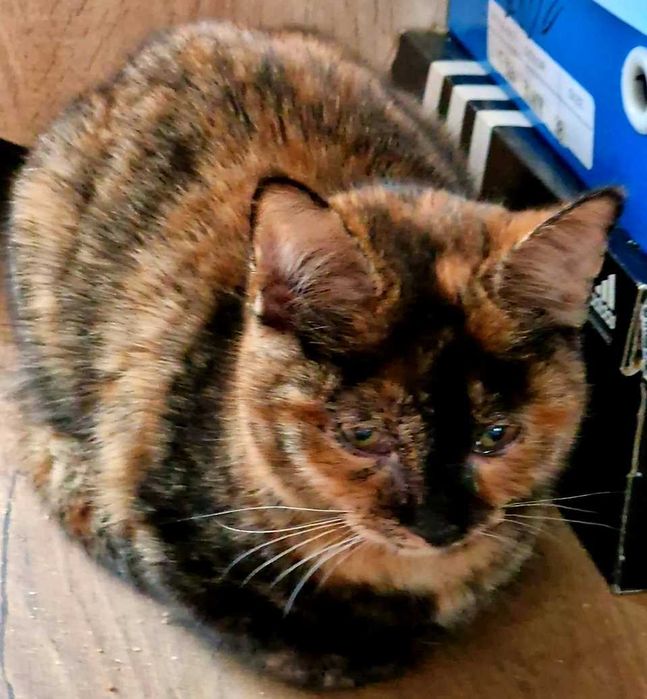 Кошеня шукає дім