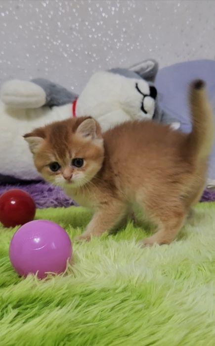 Шотландське кошеня