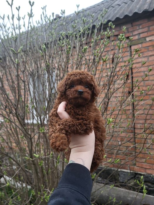 Той пудель toy poodle червоний red