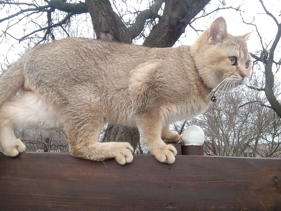 Допоможіть знайти загубу