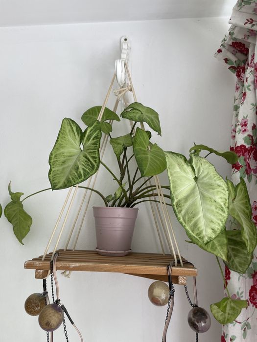 Сінгоніум рослина ампельна