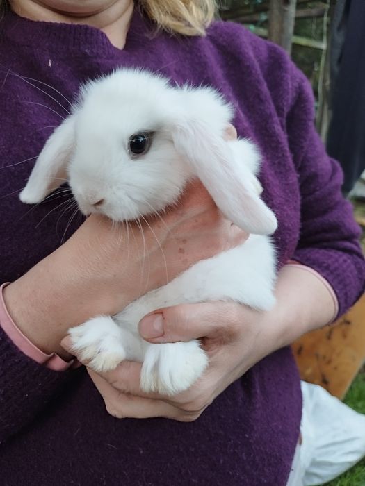 Królik karzełek Mini Lop, dziewczynka