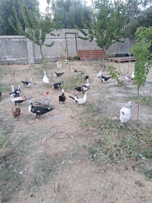 Patos mudos criados em campo