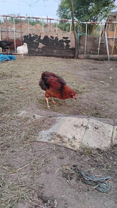Koguty araucana bezogoniasta