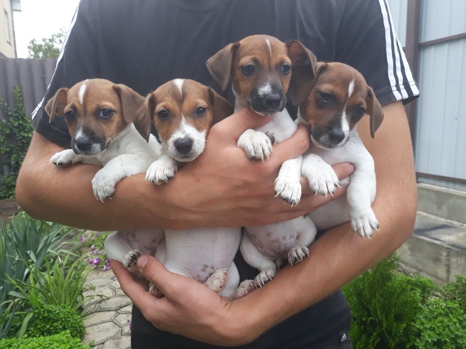 Родословные привитые девочки Джек Рассел