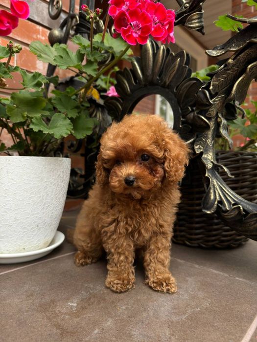 Мальтиау мені F1 -F2