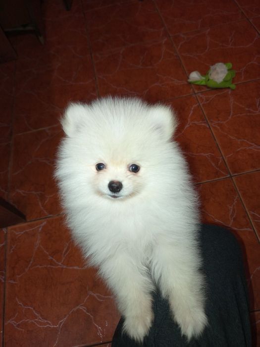 Померанский шпиц мальчик 2 месяца.Цена- 5000грн