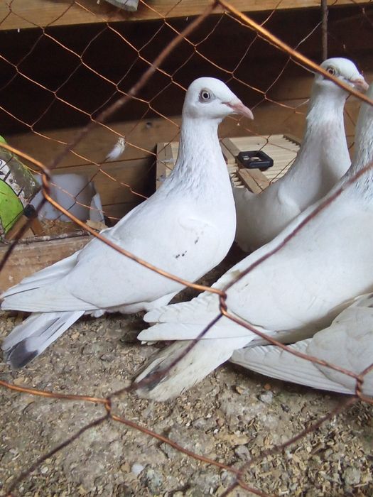 Perłowe wyloty/białyogon