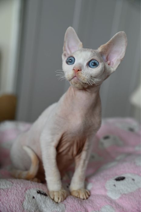 Kocurek  Devon Rex