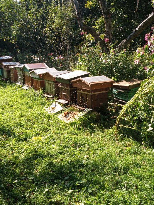 Pszczoły przezimowane