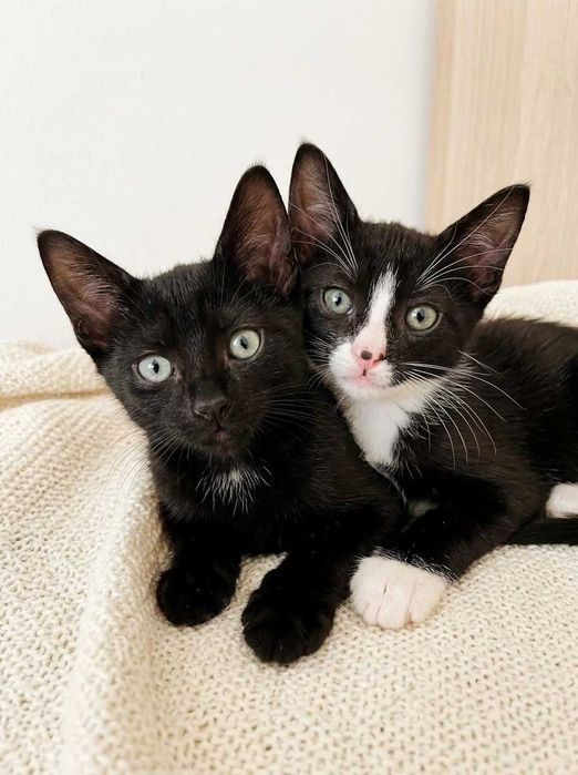 Setúbal / Margem Sul / Lisboa — DOC + BASHFUL, gatinhos para adoção conjunta