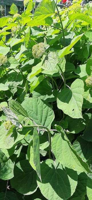 Продам  гортензию Анабель