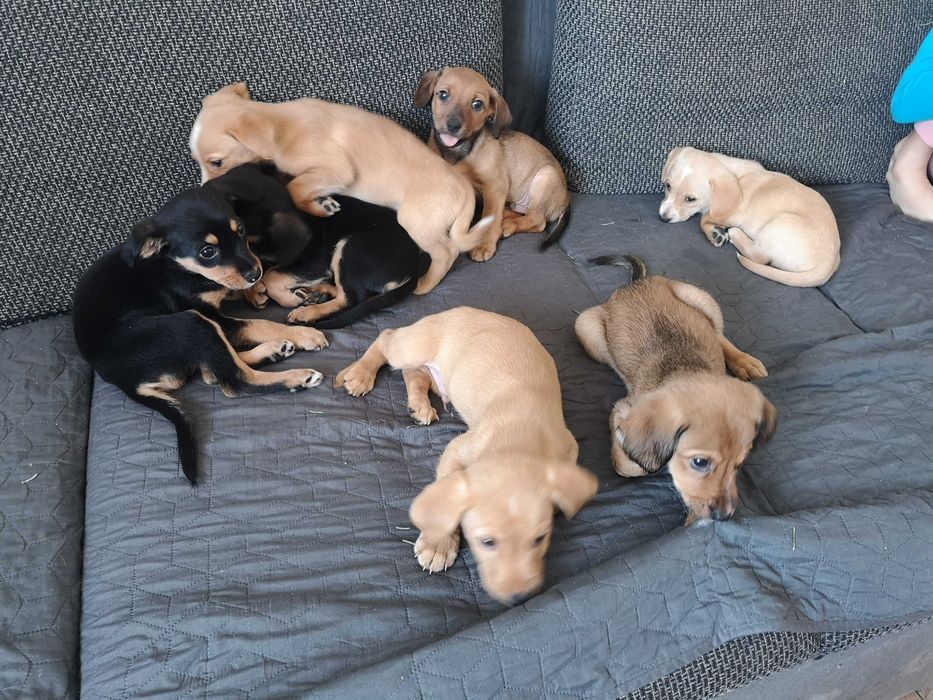 Do oddania szczeniaki kundelki