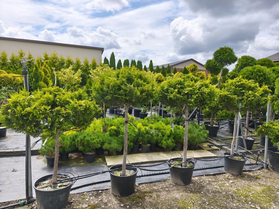 Cyprys Lawsona iwonne