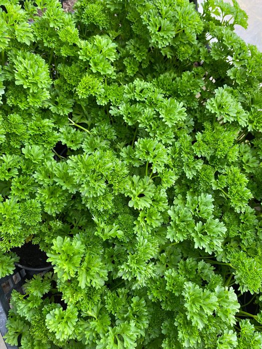 Sadzonki rozsada pomidory ogórki papryka