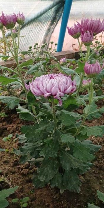 хризантеми одноголові, середньоквіткові та великоквіткові