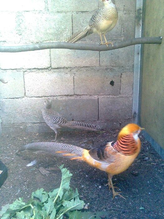 Faisões  muito bonitos raças  puras