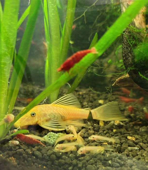 Glonojady ancistrus Gold L 144 niebieskookie