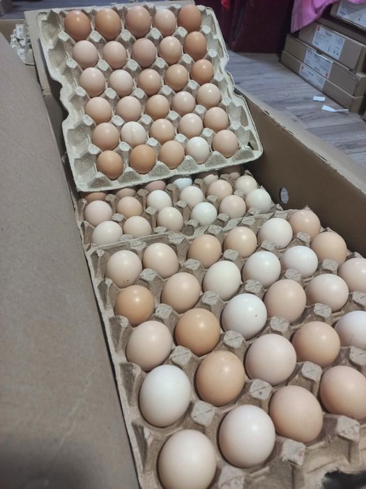 Інкубаційні яйця бройлера КОББ-500.