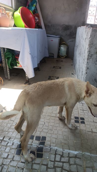 Lindos cachorros brancos para adoção