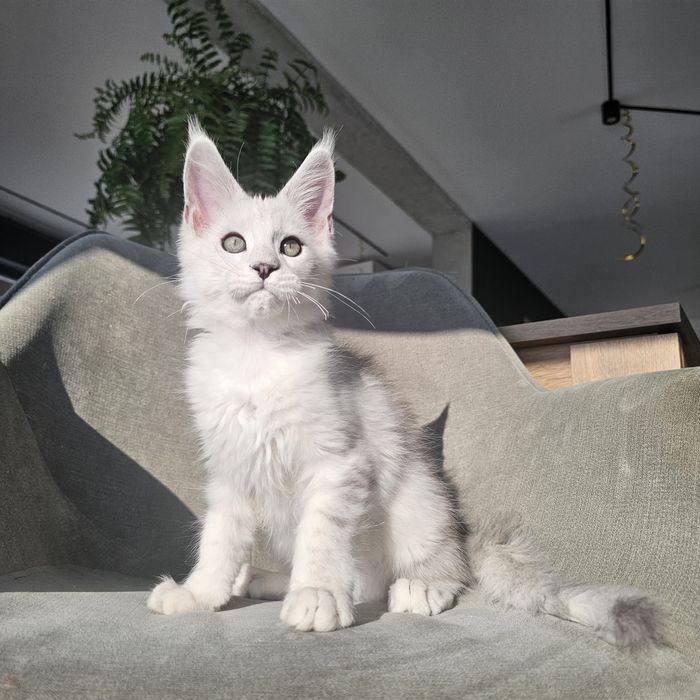 Kocurek srebrny shaded  Maine coon rodowód FPL hodowlana