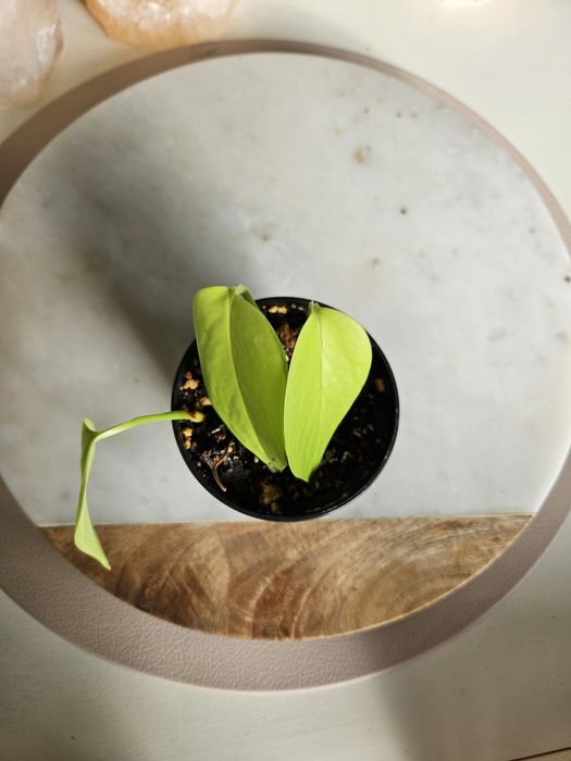 Epipremnum neon golden pothos