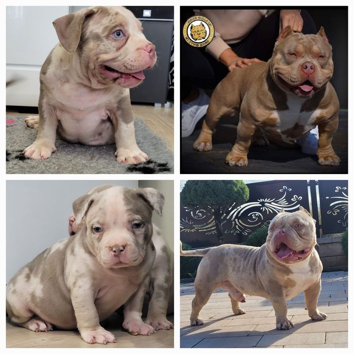 American bully LOUIS-V pies dorosly