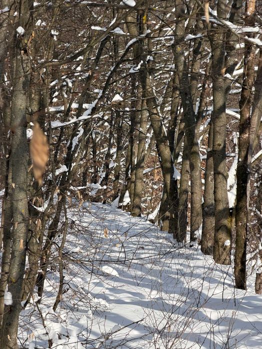 Ділянка серед лісу на пагорбі • 25 соток • 30 км Київ • 5 км Обухів