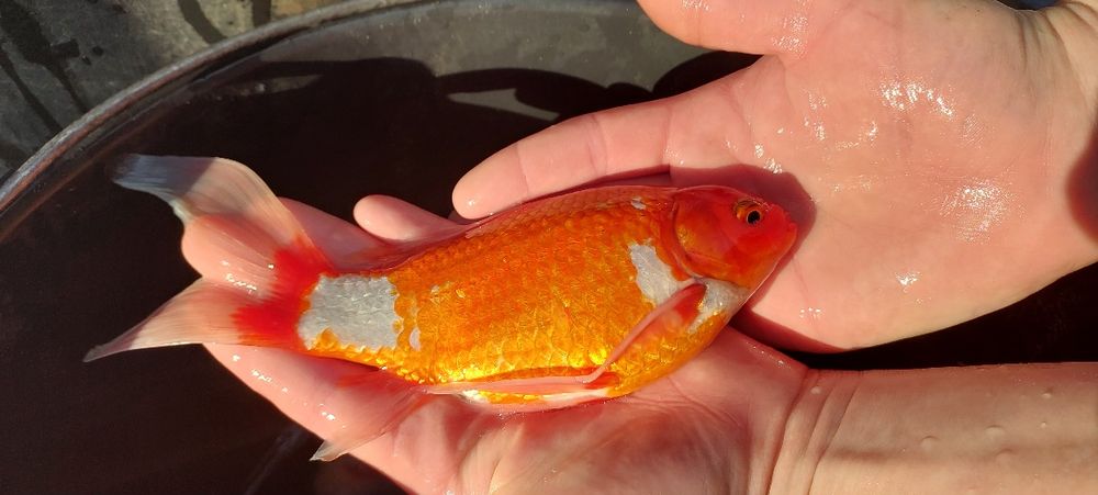 Продам цветной карась Комета, прудовый