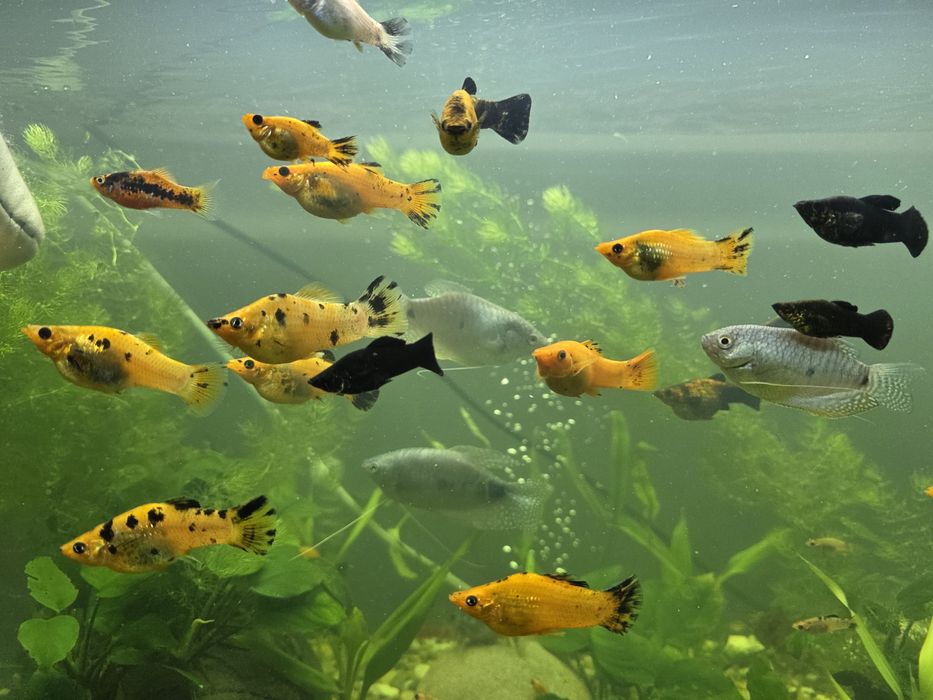 Молінезія акваріумні рибки