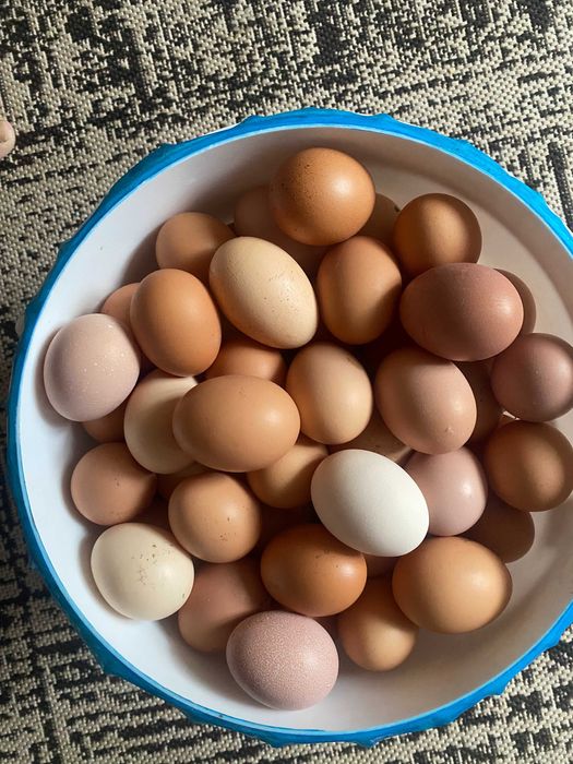 домашні яйці без ХІМІЇ  5 грн