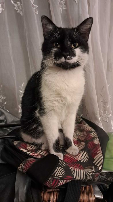 Zaginął czarno-biały kot