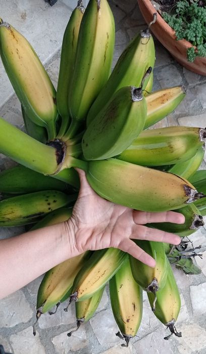 Vendo bananeiras 5 quinas