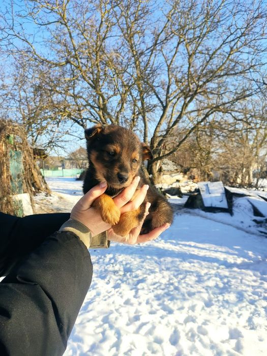 Шукає домівку песик манюня (щенок)