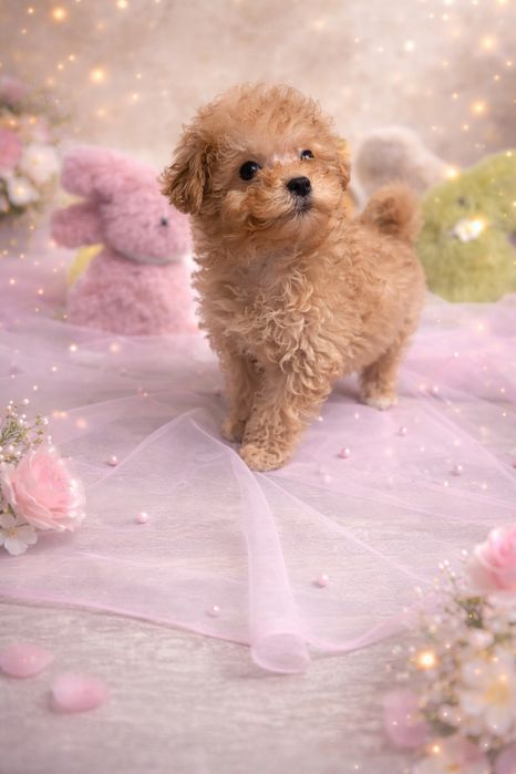 Девочка мальтипу