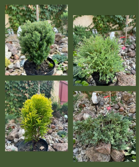 Туя, можжевельник, кипарисовик, ялинка.