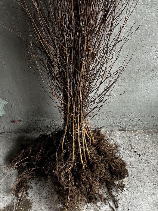 Brzoza Brodawkowata sadzonki 100-150cm SZKÓŁKOWANA Gwarancja Przyjęcia