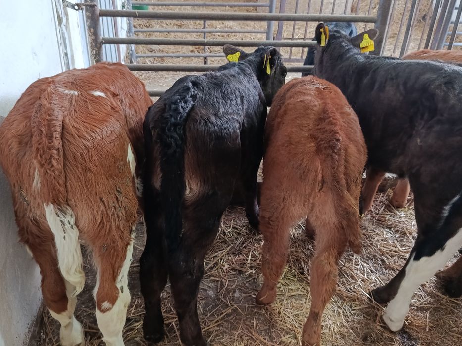 Jałówki Mięsne Mieszańce 60-100kg