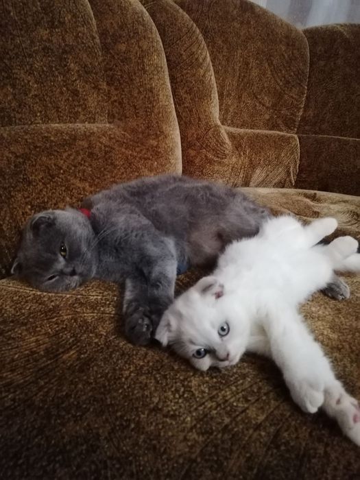 Шотландські кошенята 3500