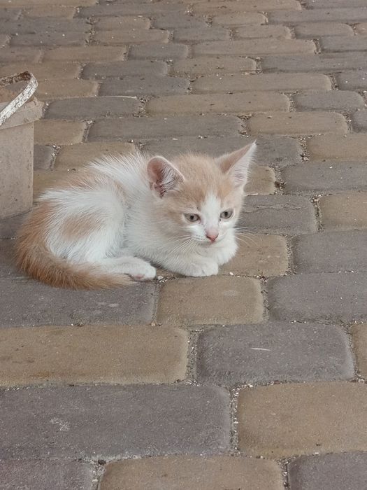 Кошеня.  хлопчик