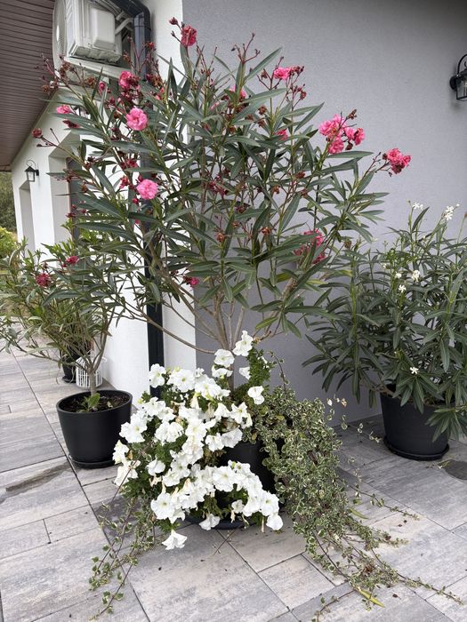 Oleander oleandry