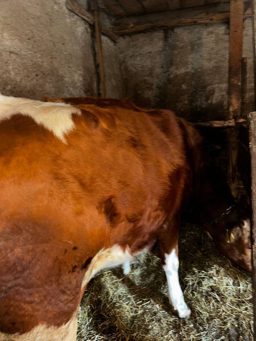 Продається тільна телиця