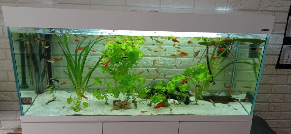 Akwarium proste firmy Aquael 240 l