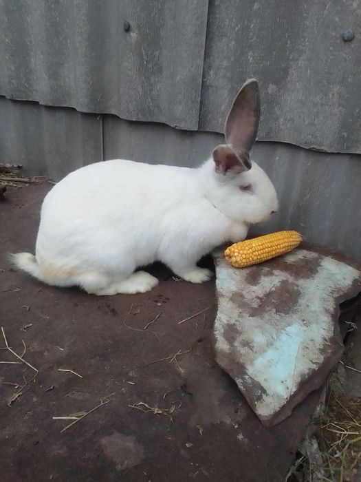 Продаються кролі.