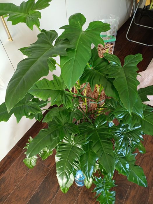 Philodendron Dragon