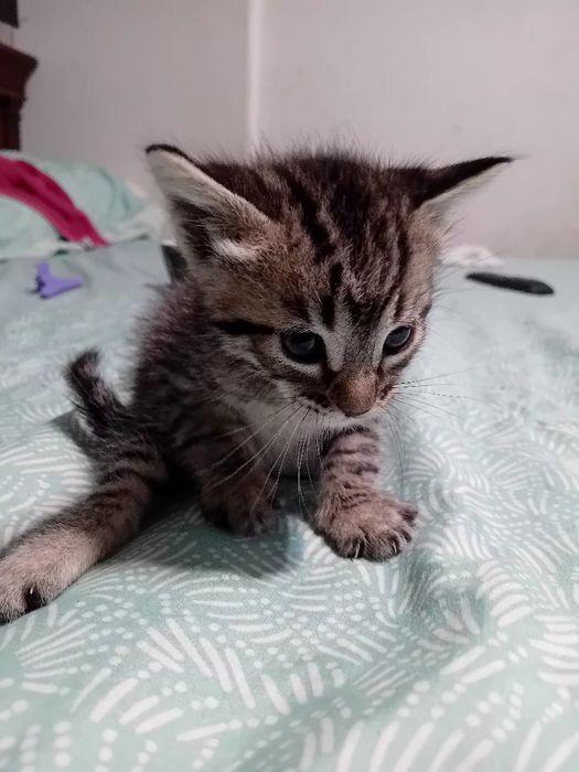 Gatinhos para adoção ja estao todos  reservados