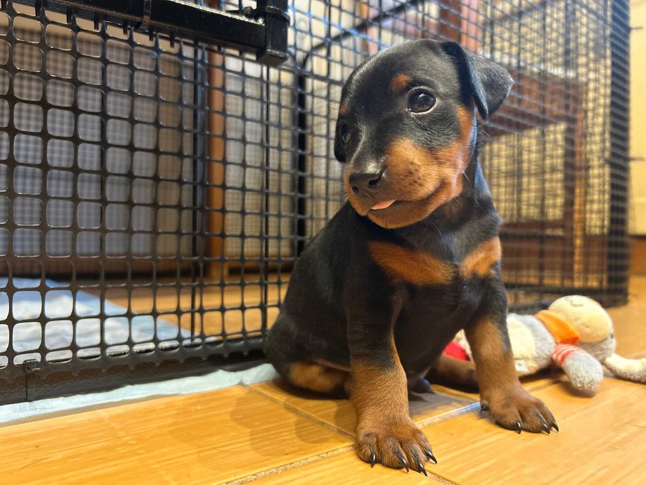 pinczer miniaturowy , szczenię z rodowodem FCI