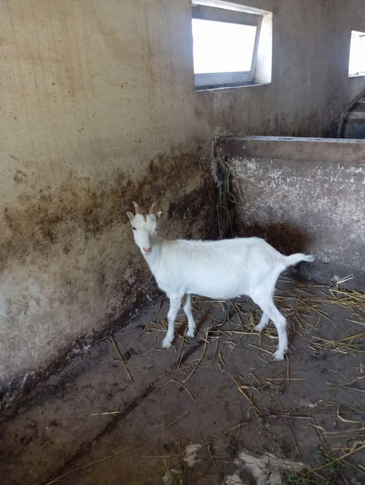 Продам    козочку