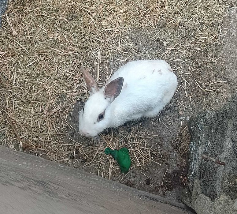 Vários Animais a venda