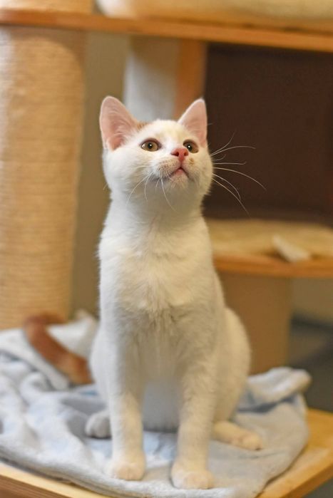 Uroczy Dexter szuka domu!